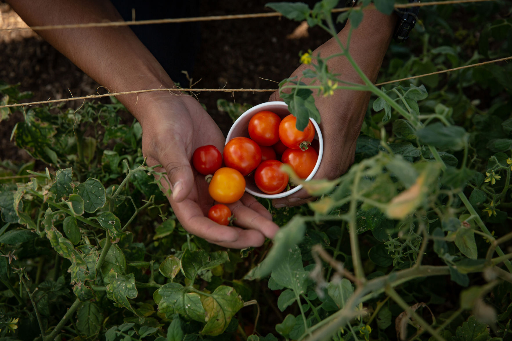 farming-grant